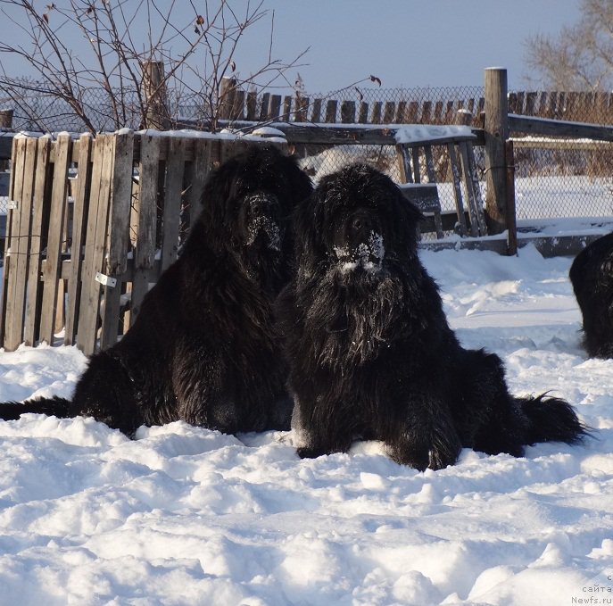 Фото: ньюфаундленд N'yufort Uitni Tradiciya Legendyi (Ньюфорт Уитни Традиция Легенды), ньюфаундленд N'yufort Carica Nochi (Ньюфорт Царица Ночи)