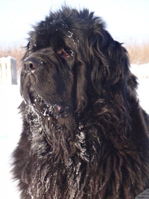 Фото: ньюфаундленд N'yufort Carica Nochi (Ньюфорт Царица Ночи)