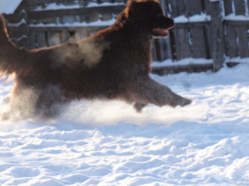 Фото: ньюфаундленд N'yufort Vorojeya (Ньюфорт Ворожея)