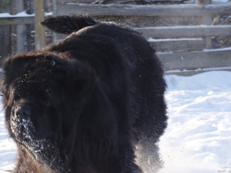 Фото: ньюфаундленд N'yufort Carica Nochi (Ньюфорт Царица Ночи)