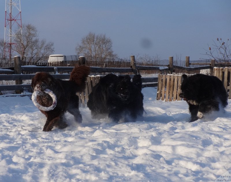 Фото: ньюфаундленд Funnewf Avalon (Фанньюф Авалон), ньюфаундленд N'yufort Uitni Tradiciya Legendyi (Ньюфорт Уитни Традиция Легенды), ньюфаундленд N'yufort Carica Nochi (Ньюфорт Царица Ночи), ньюфаундленд Promise To Love Midnight Bear (Promise To Love Midnight Bear)
