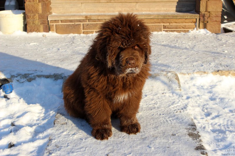 Фото: ньюфаундленд Brownblood MSK Alfa-Romeo Gold Baddy (Браунблад МСК Альфа-Ромео Голд Бадди)