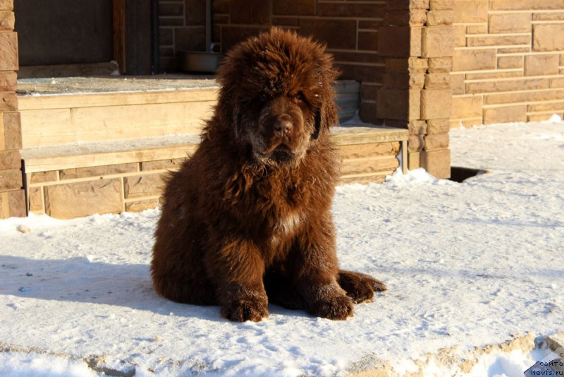 Фото: ньюфаундленд Brownblood MSK Alfa-Romeo Gold Baddy (Браунблад МСК Альфа-Ромео Голд Бадди)