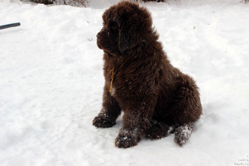 Фото: ньюфаундленд Brownblood MSK Armata Loyar Aid (Браунблад МСК Армата Лойар Аид)