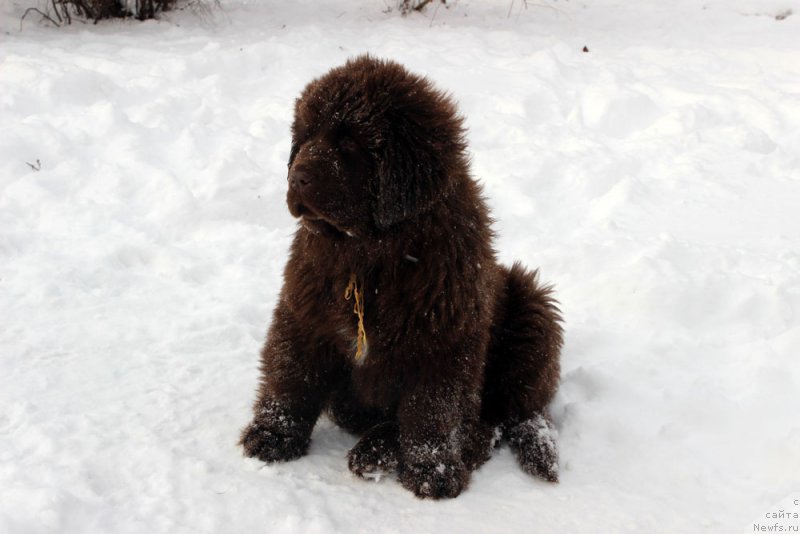 Фото: ньюфаундленд Brownblood MSK Armata Loyar Aid (Браунблад МСК Армата Лойар Аид)
