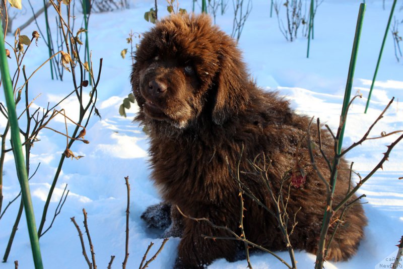 Фото: ньюфаундленд Brownblood MSK Armata Loyar Aid (Браунблад МСК Армата Лойар Аид)