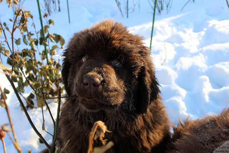 Фото: ньюфаундленд Brownblood MSK Armata Loyar Aid (Браунблад МСК Армата Лойар Аид)