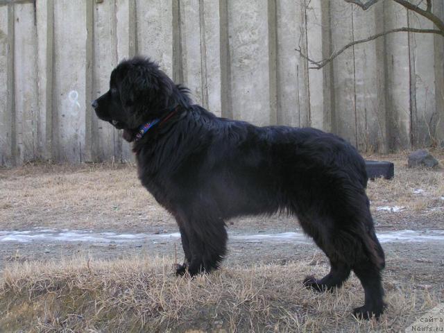 Фото: ньюфаундленд Interio Souri iz Medvejyego Yara (Интерио Соури из Медвежьего Яра)