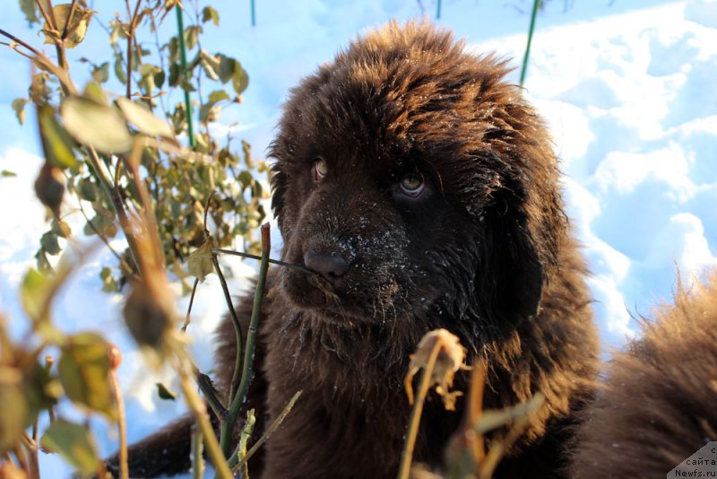 Фото: ньюфаундленд Brownblood MSK Armata Loyar Aid (Браунблад МСК Армата Лойар Аид)