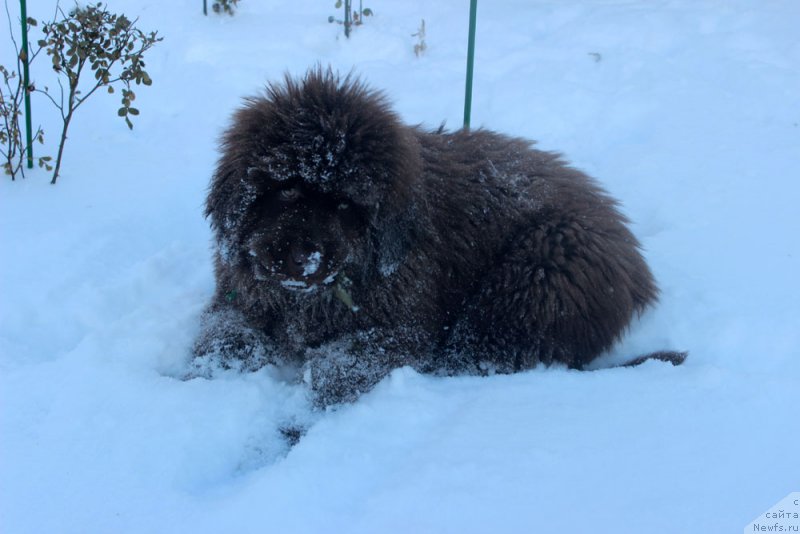 Фото: ньюфаундленд Brownblood MSK Another Love Tender Ebony (Браунблад МСК Аназер Лав Тендер Эбони)