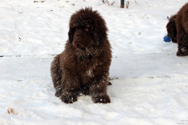 Фото: ньюфаундленд Brownblood MSK Another Love Tender Ebony (Браунблад МСК Аназер Лав Тендер Эбони)