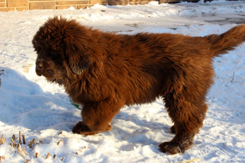 Фото: ньюфаундленд Brownblood MSK Another Love Tender Ebony (Браунблад МСК Аназер Лав Тендер Эбони)
