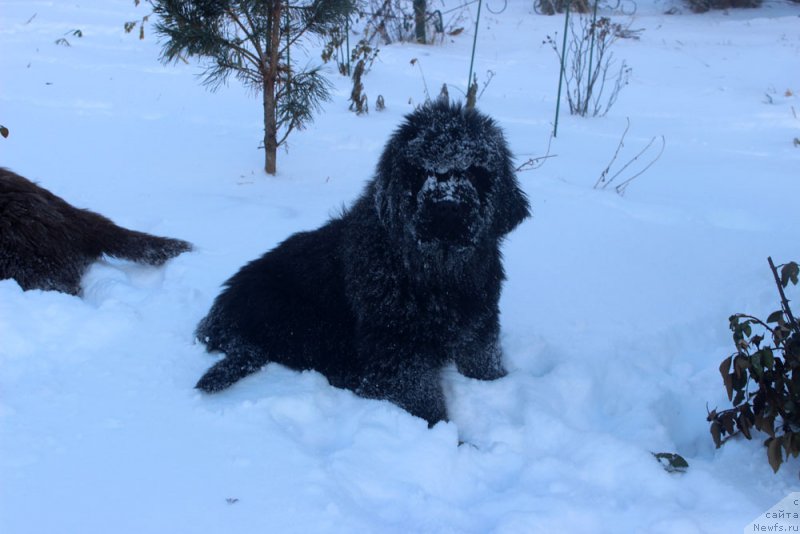 Фото: ньюфаундленд Brownblood MSK Amadey-Defender (Браунблад МСК Амадей-Дефендер)