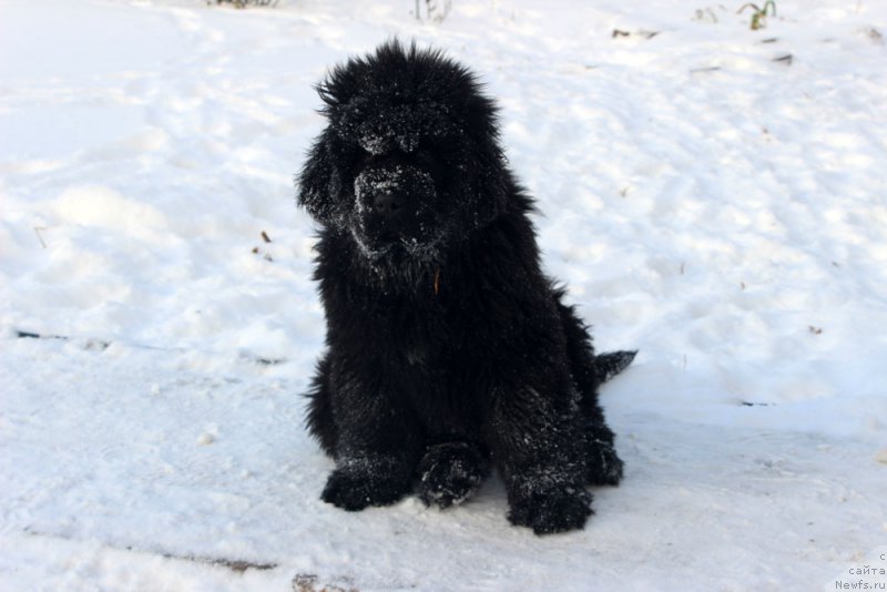 Фото: ньюфаундленд Brownblood MSK Amadey-Defender (Браунблад МСК Амадей-Дефендер)