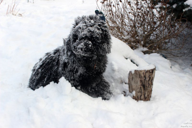 Фото: ньюфаундленд Brownblood MSK Amadey-Defender (Браунблад МСК Амадей-Дефендер)