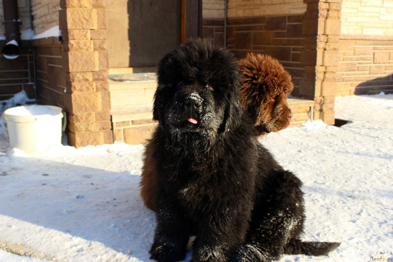 Фото: ньюфаундленд Brownblood MSK Amadey-Defender (Браунблад МСК Амадей-Дефендер)