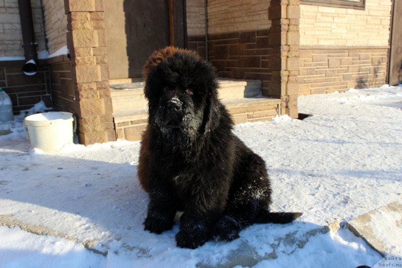 Фото: ньюфаундленд Brownblood MSK Amadey-Defender (Браунблад МСК Амадей-Дефендер)