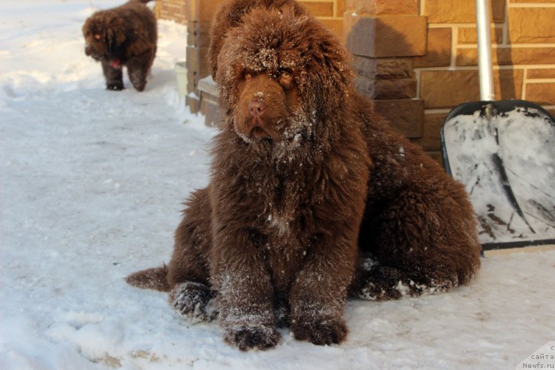 Фото: ньюфаундленд Brownblood MSK Avanti Darling Kid (Браунблад МСК Аванти Дарлинг Кид)