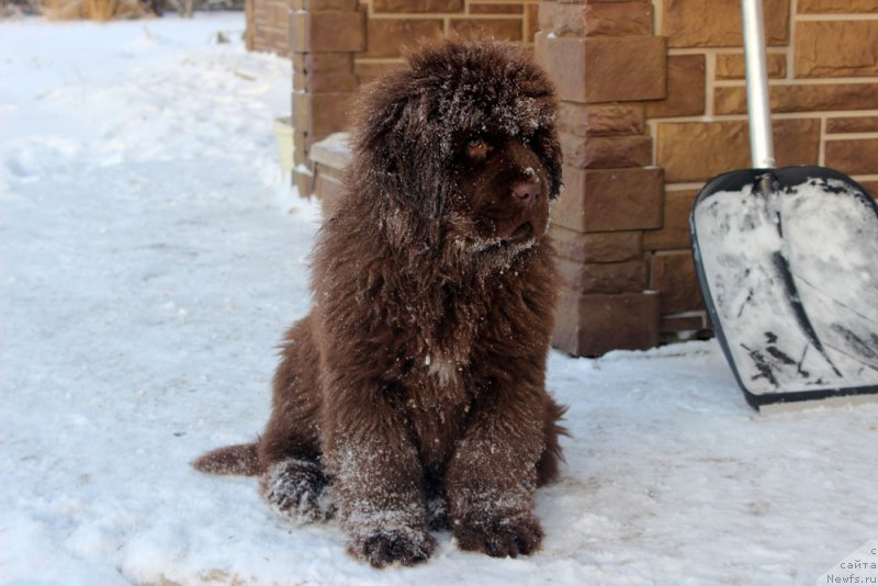 Фото: ньюфаундленд Brownblood MSK Avanti Darling Kid (Браунблад МСК Аванти Дарлинг Кид)
