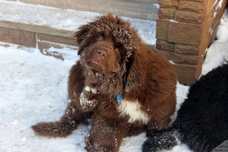 Фото: ньюфаундленд Brownblood MSK Abrams-Strong (Браунблад МСК Абрамс-Стронг)