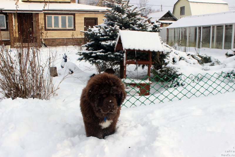 Фото: ньюфаундленд Brownblood MSK Abrams-Strong (Браунблад МСК Абрамс-Стронг)