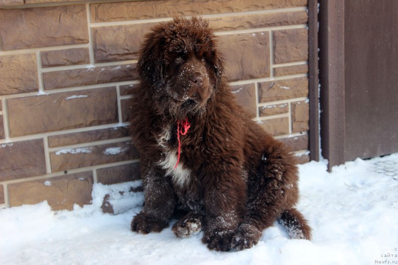 Фото: ньюфаундленд Brownblood MSK Audi Red Less (Браунблад МСК Ауди Рэд Лэсс)