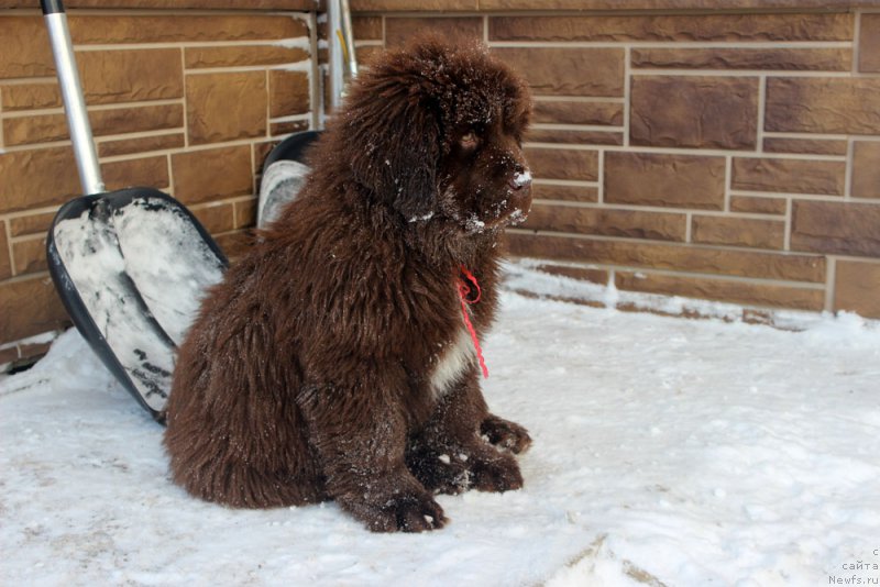 Фото: ньюфаундленд Brownblood MSK Audi Red Less (Браунблад МСК Ауди Рэд Лэсс)