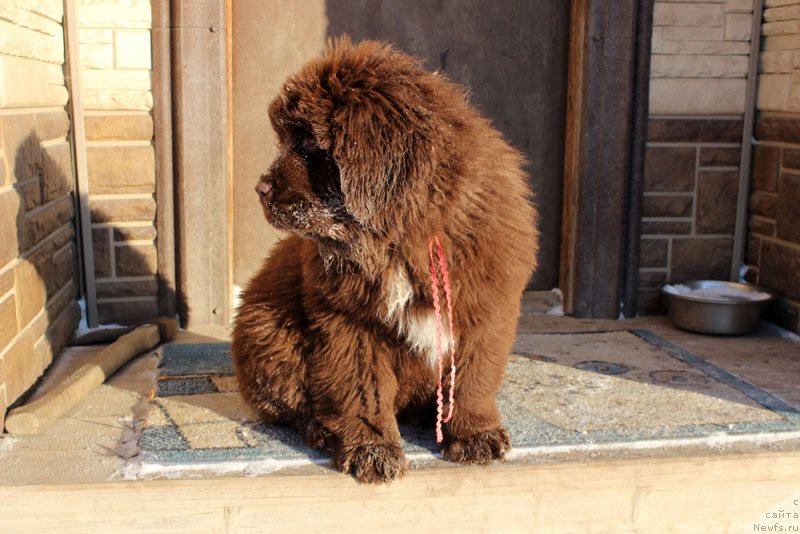 Фото: ньюфаундленд Brownblood MSK Audi Red Less (Браунблад МСК Ауди Рэд Лэсс)