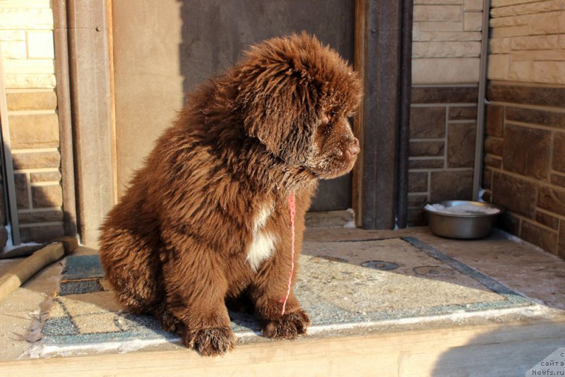 Фото: ньюфаундленд Brownblood MSK Audi Red Less (Браунблад МСК Ауди Рэд Лэсс)