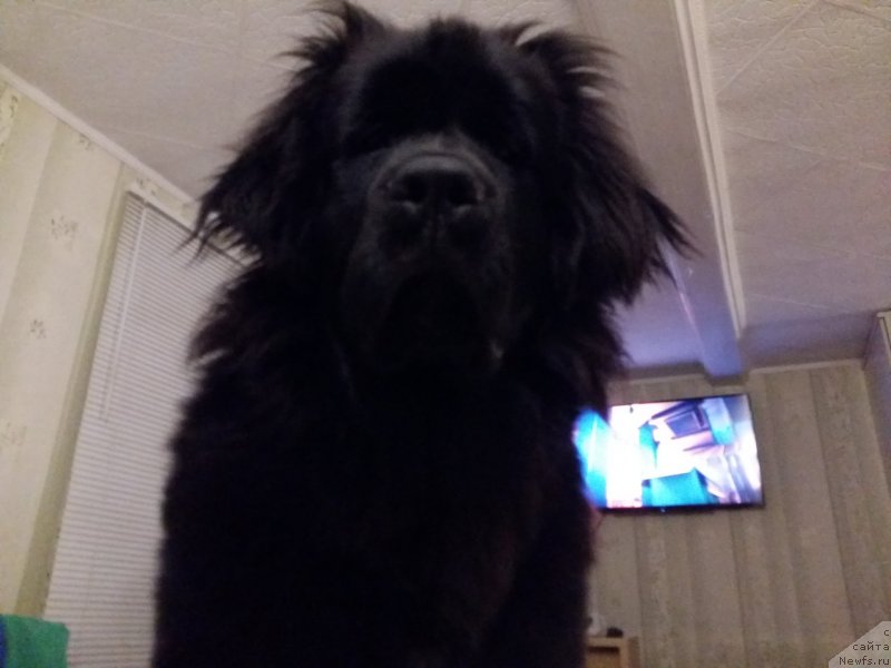 Фото: ньюфаундленд Daniya (Дания)