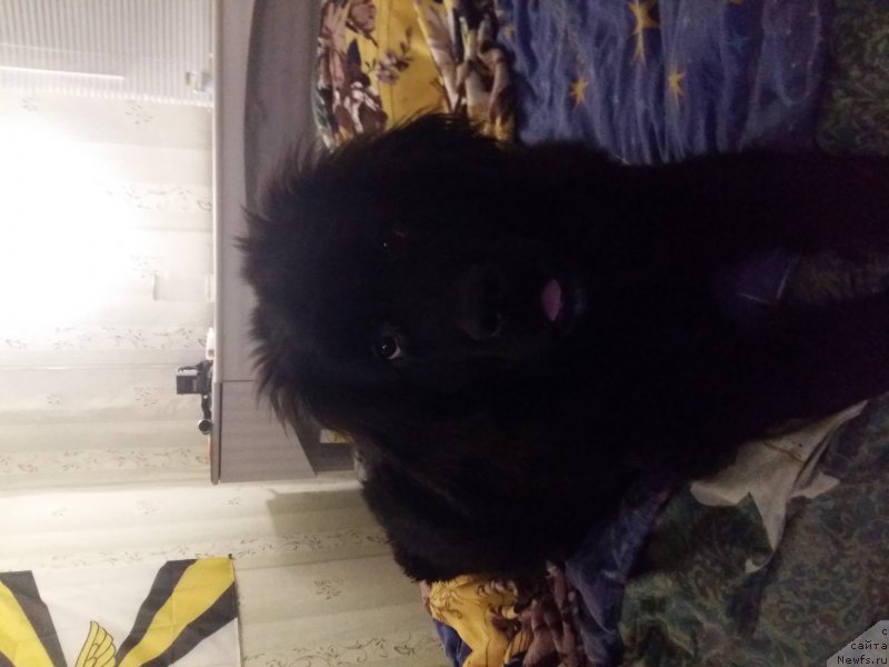 Фото: ньюфаундленд Daniya (Дания)