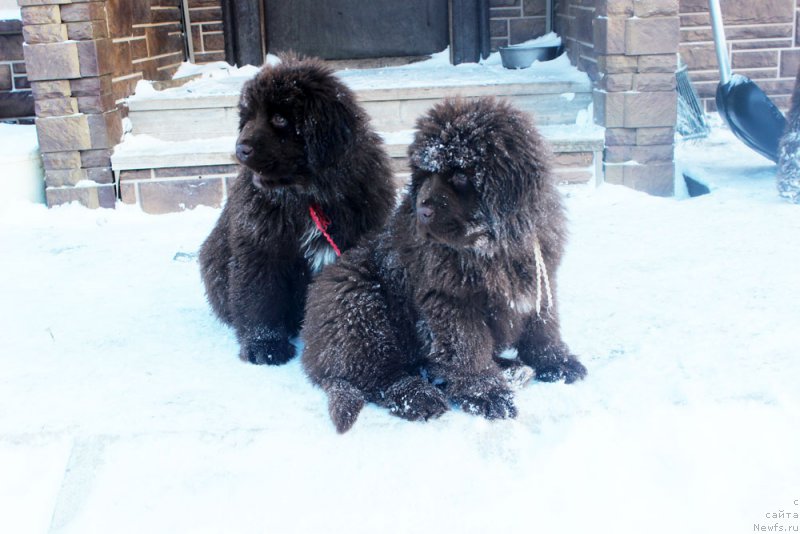 Фото: ньюфаундленд Brownblood MSK Audi Red Less (Браунблад МСК Ауди Рэд Лэсс), ньюфаундленд Brownblood MSK Armata Loyar Aid (Браунблад МСК Армата Лойар Аид)