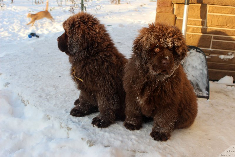 Фото: ньюфаундленд Brownblood MSK Armata Loyar Aid (Браунблад МСК Армата Лойар Аид), ньюфаундленд Brownblood MSK Avanti Darling Kid (Браунблад МСК Аванти Дарлинг Кид)