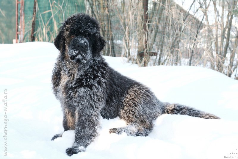 Фото: ньюфаундленд Chernaya Mafia Because I Am Worth It (Черная Мафия Бекаусе И Ам Вортх Ит)