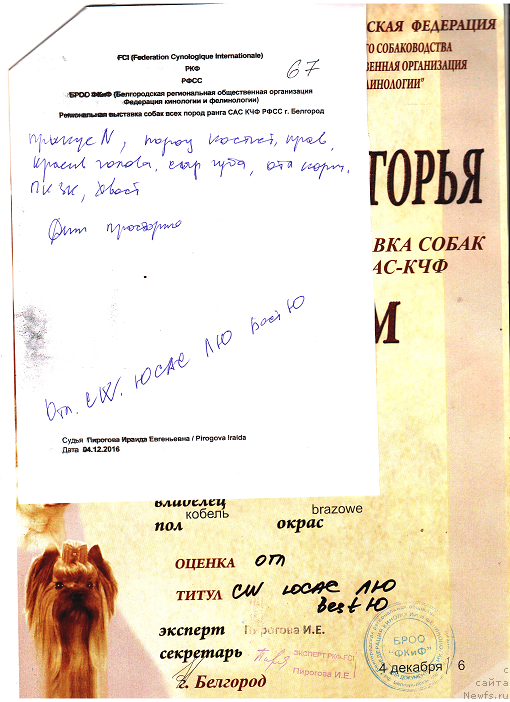 Фото: ньюфаундленд Faraon Cancrimo