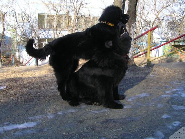 Фото: ньюфаундленд Interio Souri iz Medvejyego Yara (Интерио Соури из Медвежьего Яра), ньюфаундленд Chansi  iz  Medvejyego Yara (Чанси из Медвежьего Яра)