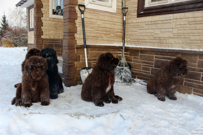 Фото: ньюфаундленд Brownblood MSK Avanti Darling Kid (Браунблад МСК Аванти Дарлинг Кид), ньюфаундленд Brownblood MSK Amadey-Defender (Браунблад МСК Амадей-Дефендер), ньюфаундленд Brownblood MSK Audi Red Less (Браунблад МСК Ауди Рэд Лэсс), ньюфаундленд Brownblood MSK Alfa-Romeo Gold Baddy (Браунблад МСК Альфа-Ромео Голд Бадди)