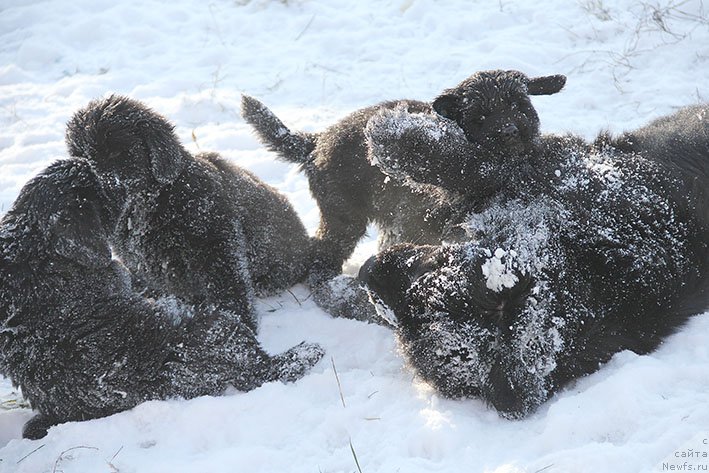 Фотография № 217873