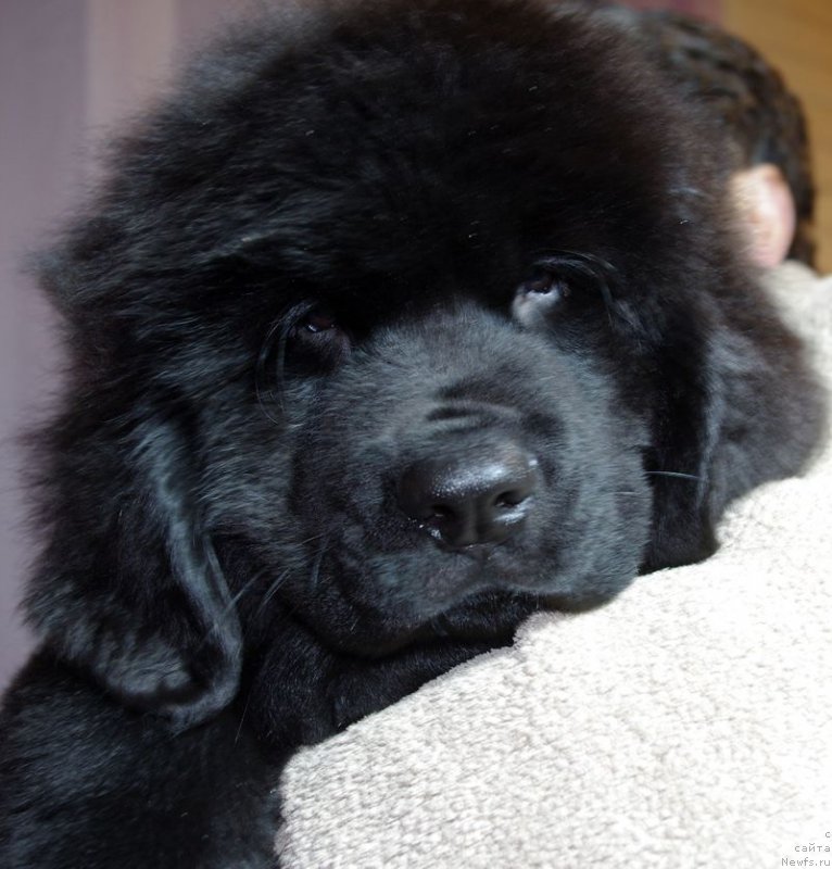 Фото: ньюфаундленд May Frend N'yufi Leksington Avenyu (Май Френд Ньюфи Лексингтон Авеню)