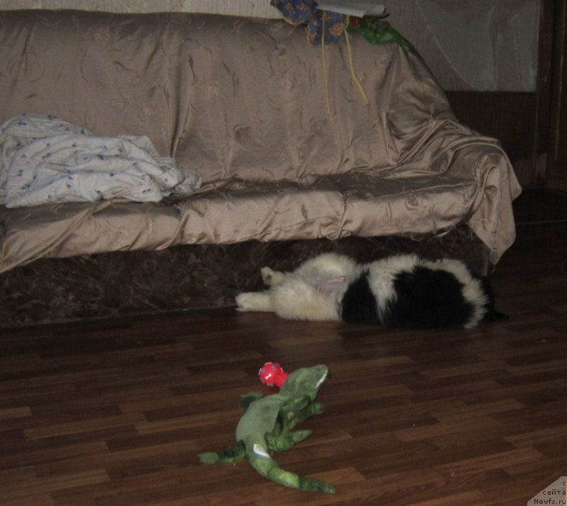 Фото: ньюфаундленд Vodogray ot Karel'skih Medvedey (Водограй от Карельских Медведей)