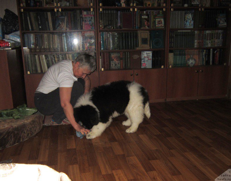 Фото: ньюфаундленд Vodogray ot Karel'skih Medvedey (Водограй от Карельских Медведей)