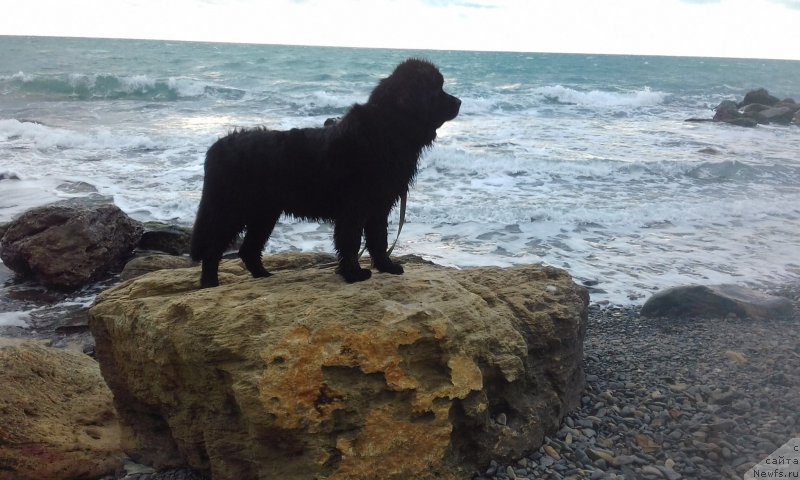 Фотография № 217886