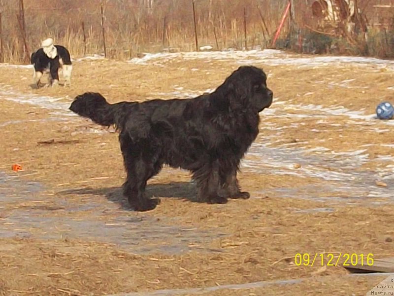 Фото: ньюфаундленд Super Premium Nemessis (Супер Премиум Немессис)