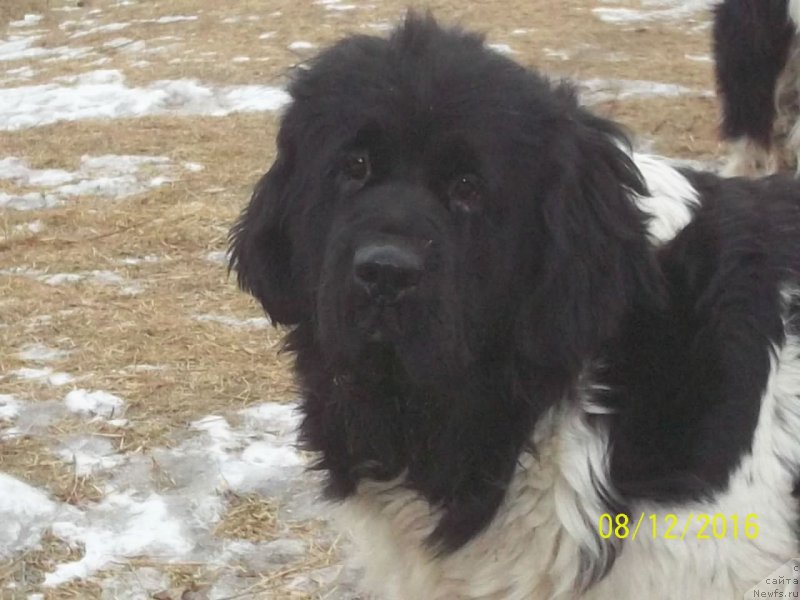 Фото: ньюфаундленд Super Premium Litoniel Vallaninor (Супер Премиум Литониэль Валланинор)