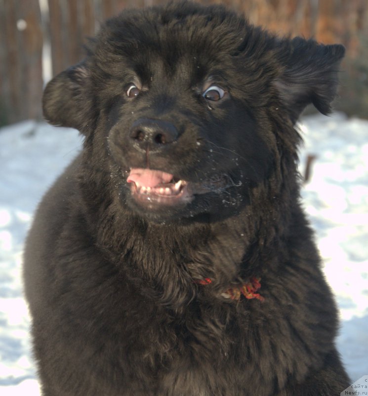 Фотография № 217891