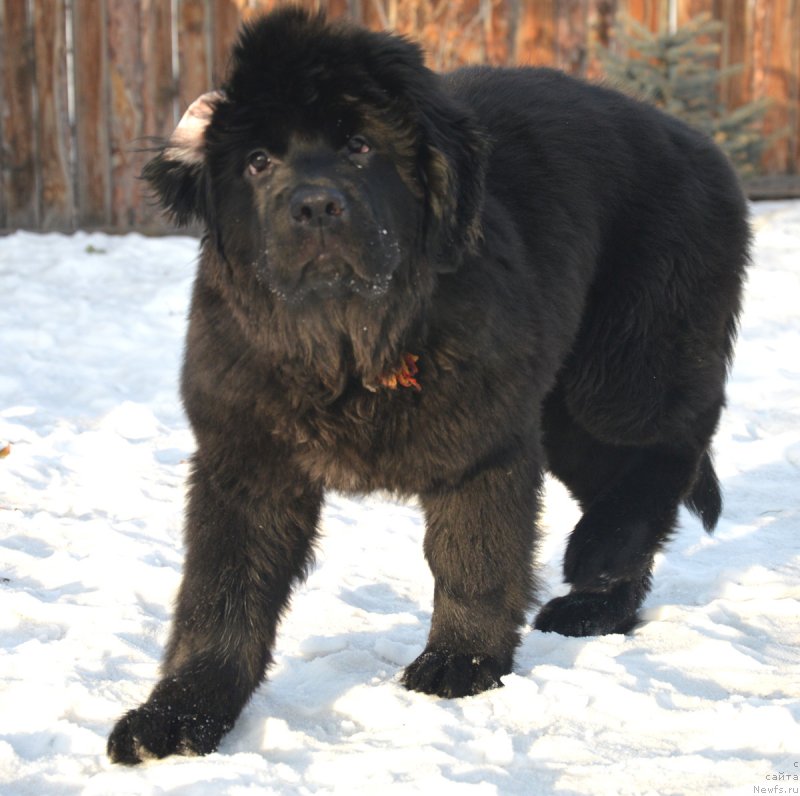 Фото: ньюфаундленд Milan Storehouse of Wisdom and the Mind