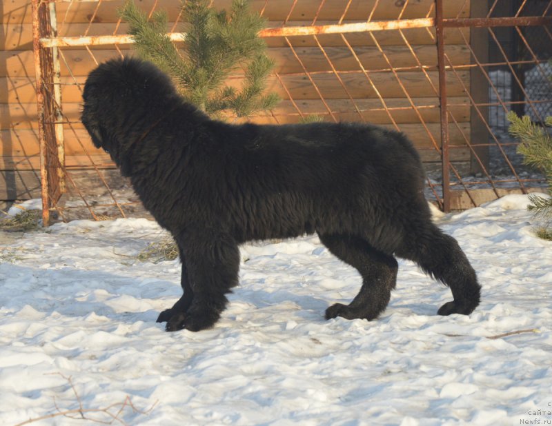 Фото: ньюфаундленд S'Nezhnaya Vjuga Vento Di Fiori (С'Нежная Вьюга Венто Ди Фиори)