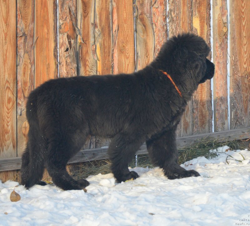 Фотография № 217898