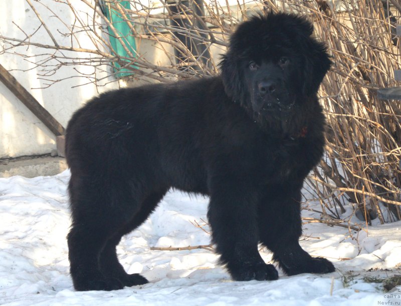Фото: ньюфаундленд S'Nezhnaya Vjuga Vento Di Fiori (С'Нежная Вьюга Венто Ди Фиори)
