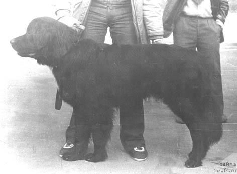 Фото: ньюфаундленд Cillor Orlando (Циллор Орландо)